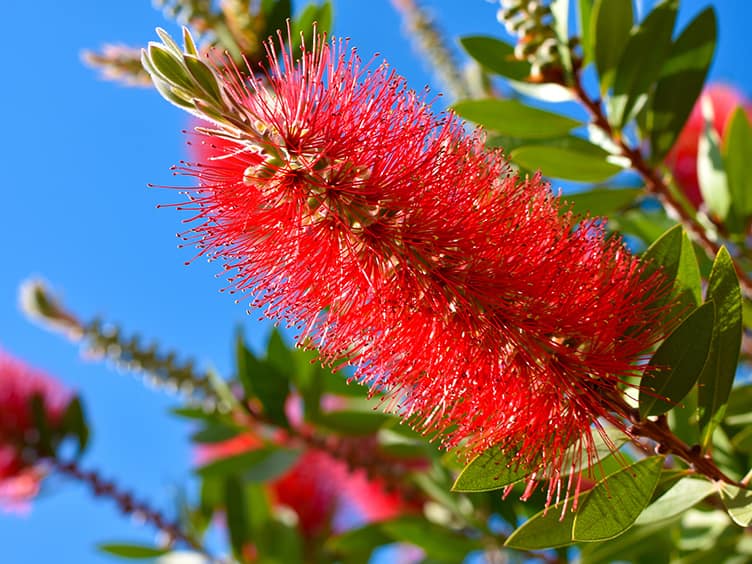 Australian native shrub, bottlebrushes 