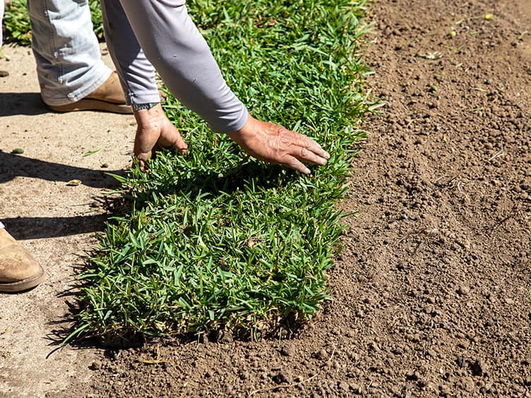 Man laying down turf