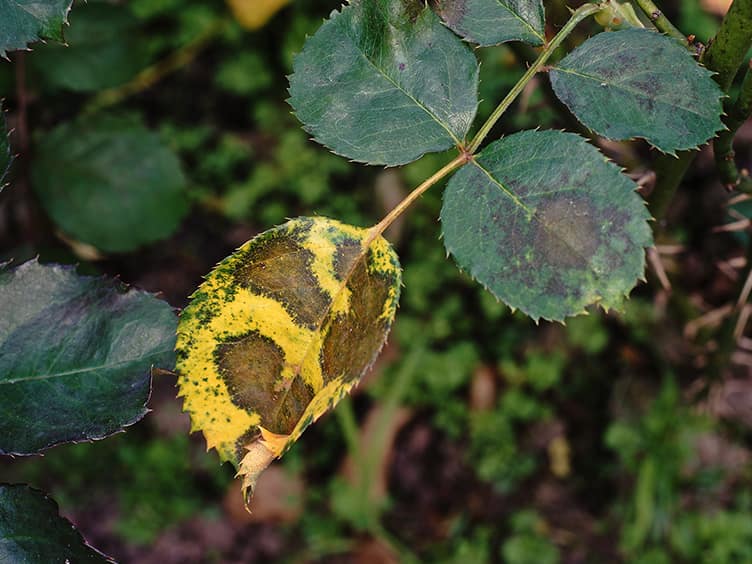 Discoloured leave with yellow and black spots