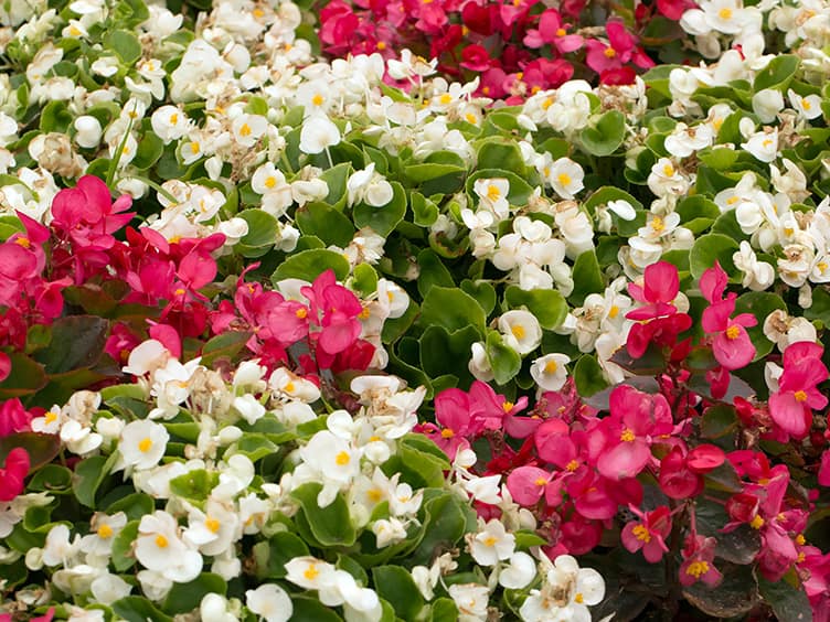 Garden full of pink and white flowers 