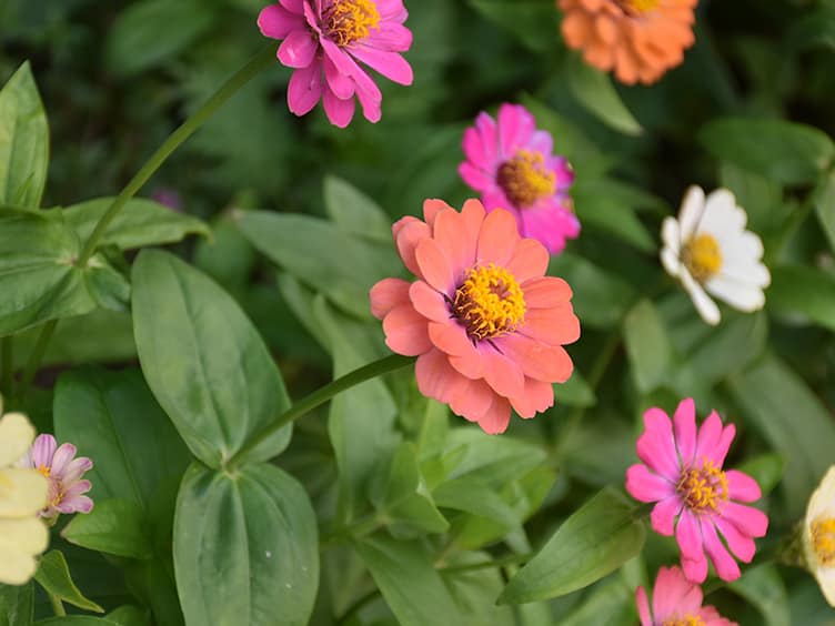 Bright orange flower in the middle of the frame