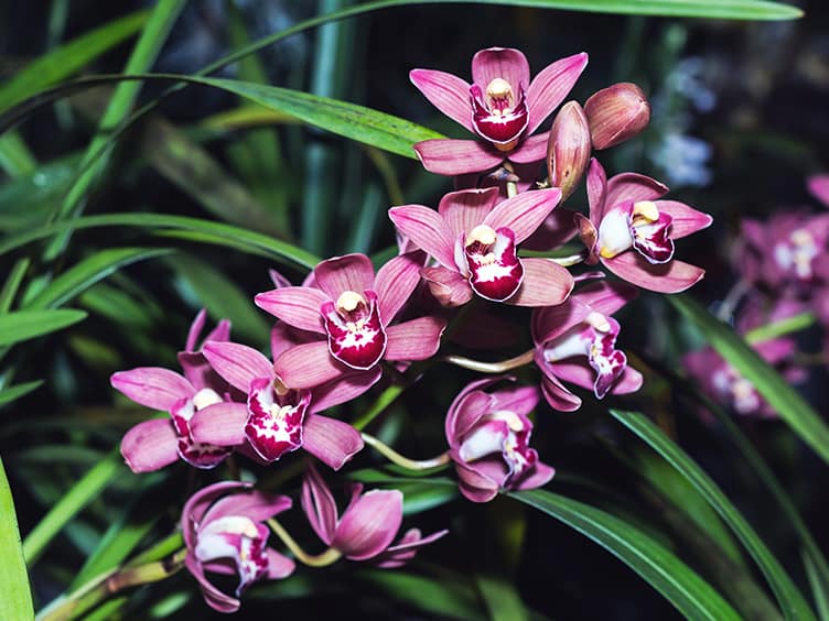 Purple flowers blossoming in front of a group of leaves