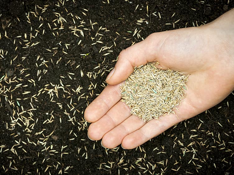 Person holding seeds to fertilise the lawn