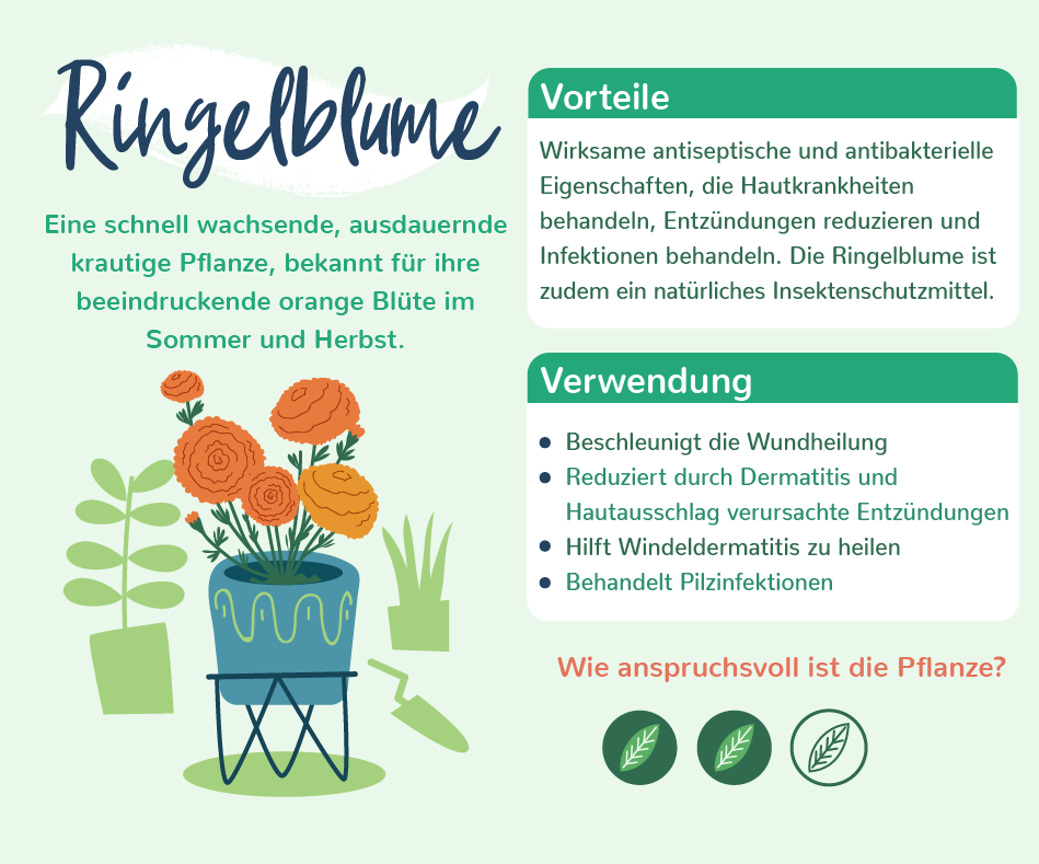 Eigenschaften Ringelblume