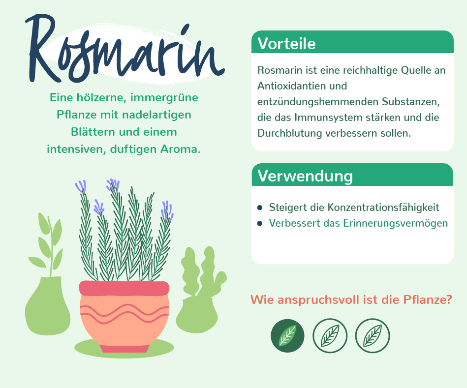 Eigenschaften Rosmarin