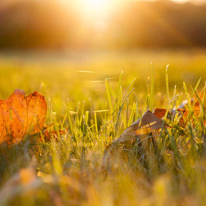 autumn-campaign-tip-1.jpg Autumn gardening tip 1