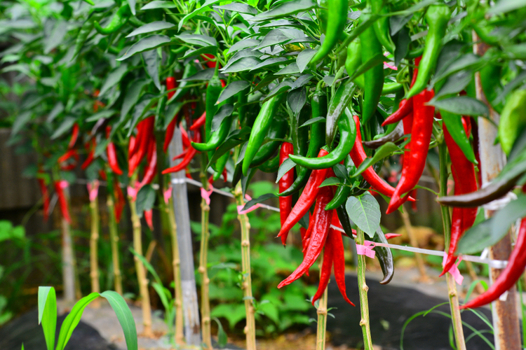 chili_1.png Chili