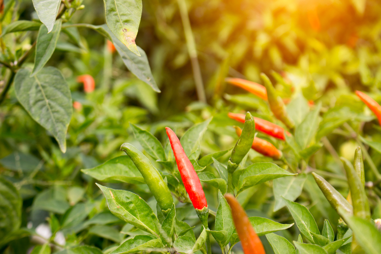 chili_2.png Chili