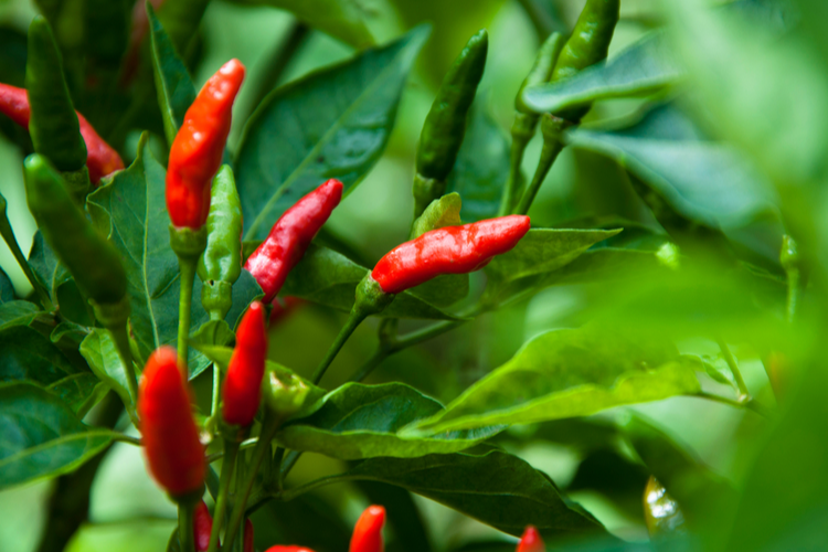 chili_3.png Chili