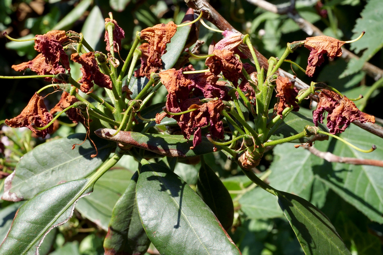 chory_rododendron.png Chory rododendron