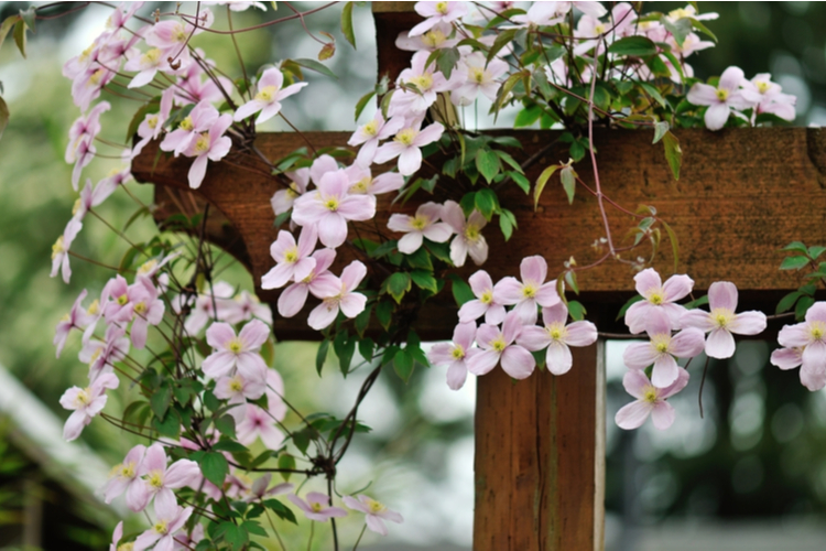 clematis_montana.jpg Clematis Montana