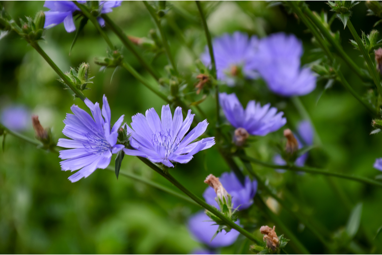 Uprawa cykorii | Love The Garden