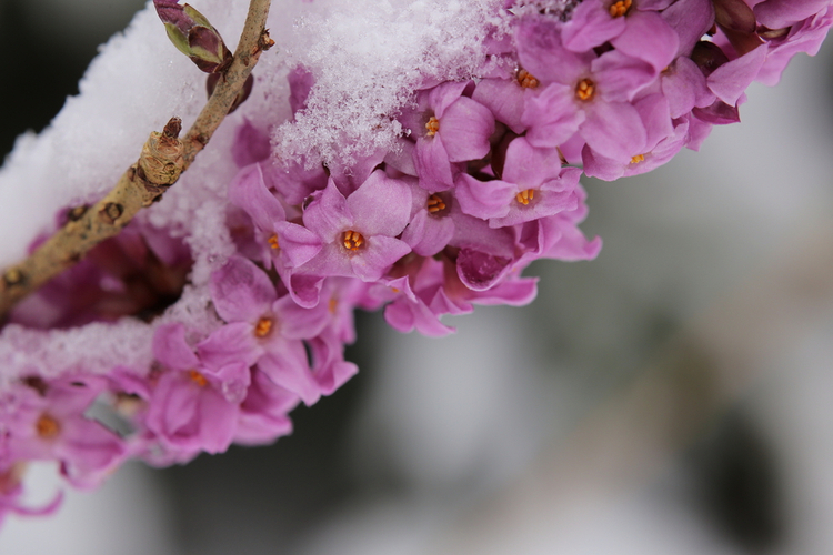 daphne_mezereum.jpg Daphne Mezereum