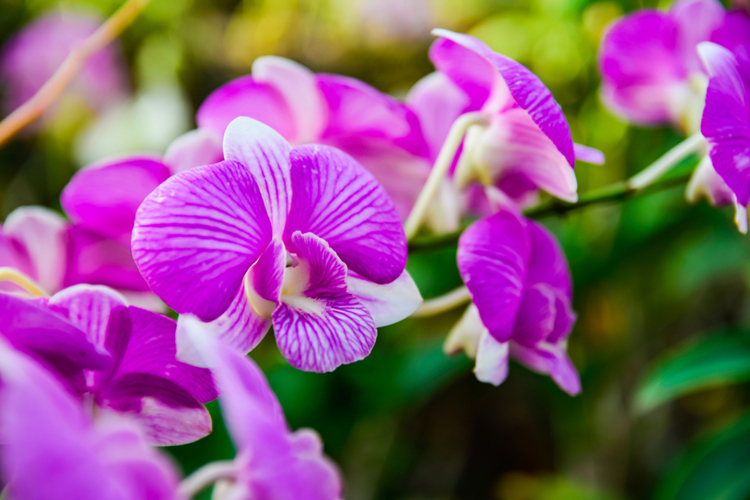 dendrobium.jpg Dendrobium