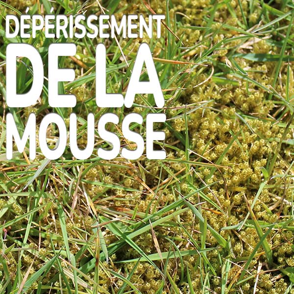 deperissement-de-la-mousse.jpg Substral Anti-mousse Élimination de la mousse