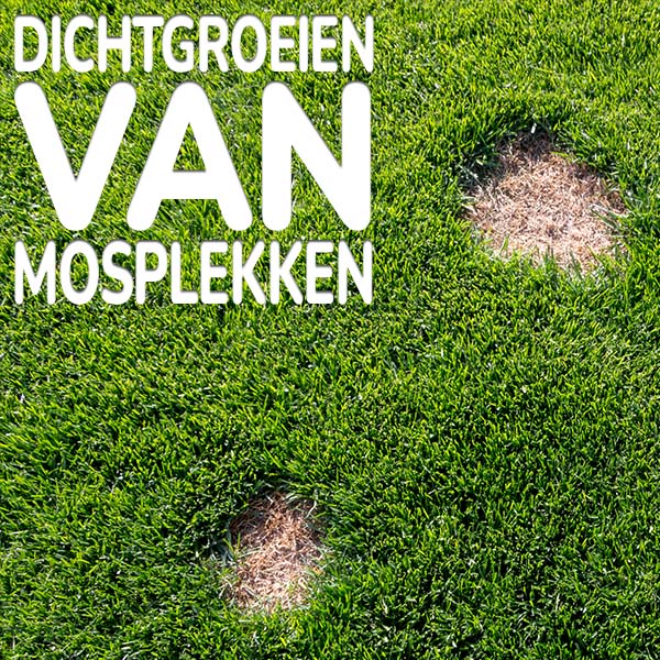 dichtgroeien-van-mosplekken.jpg Substral Antimos dichtgroeien van mosplekken