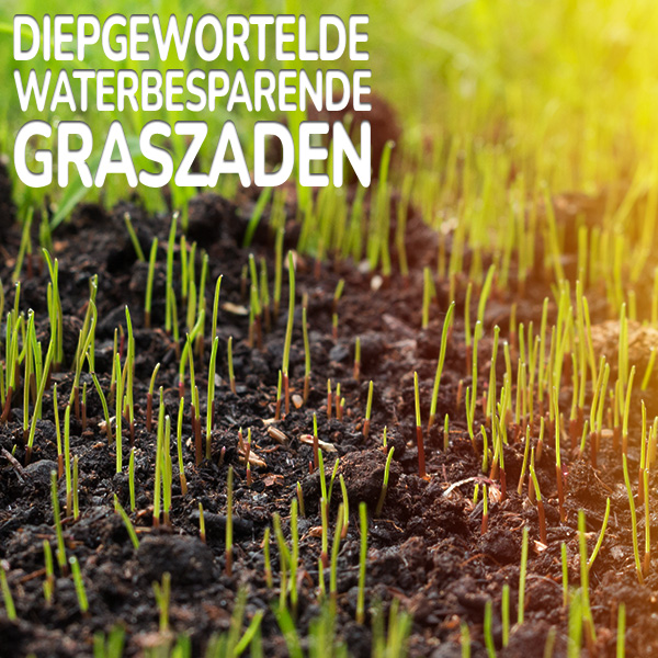 diepgewortelde-waterbesparende-graszaden.jpg Substral Watersaver besparen immens veel water