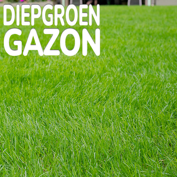 diepgroen-gazon.jpg Substral Greenmax gazonmeststof zorgt voor een diepgroen gazon