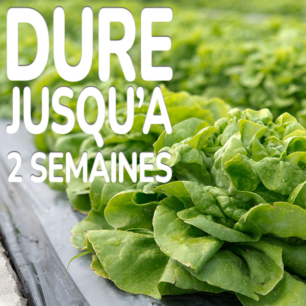 dure-jusqua-2-semaines.jpg KB® Limex Ultimo dure jusqu'à 2 semaines