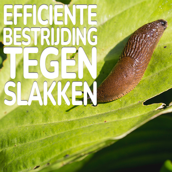 efficiente-bestrijding-tegen-slakken.jpg KB® Limex Ultimo efficiënte bestrijding van slakken