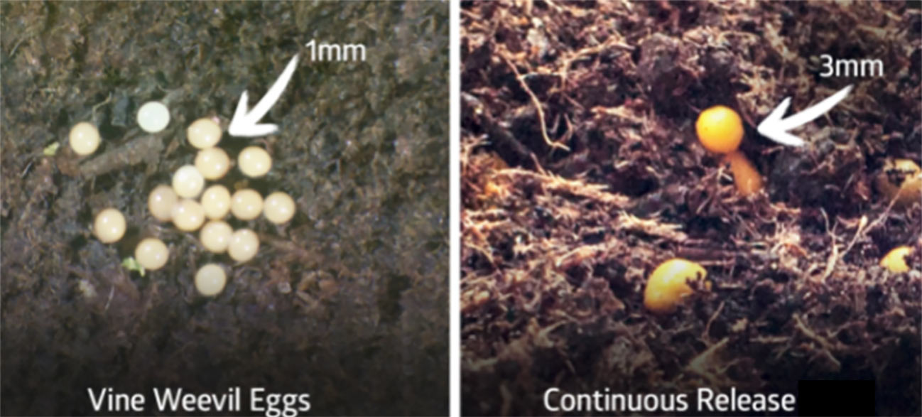 eggs-vs-continuous-release.jpg Love the Garden / FAQ / Compost