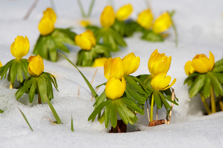 eranthis_hyemalis.jpg Eranthis Hyemalis