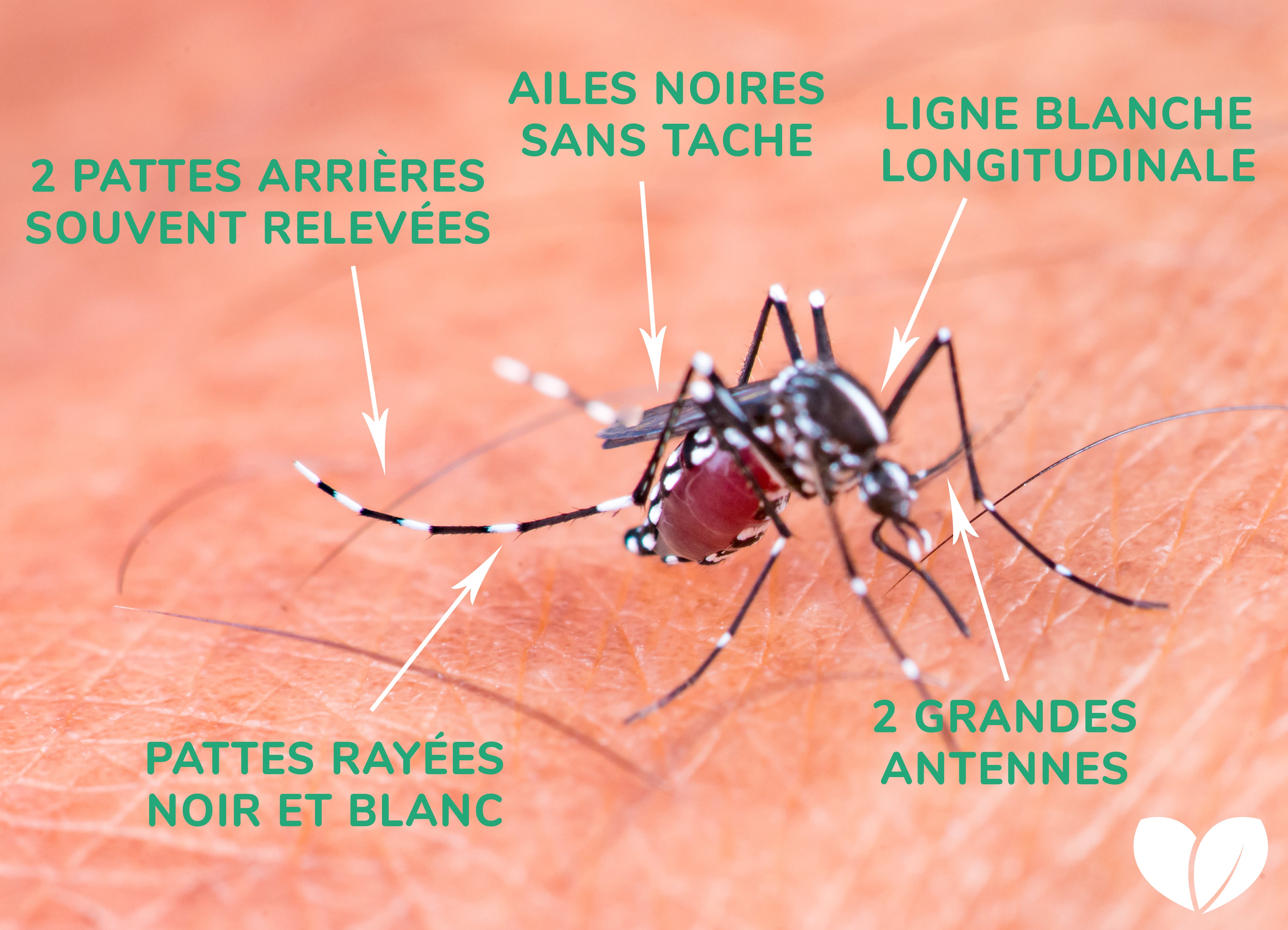 Tout Savoir Sur Le Moustique Tigre La Pause Jardin