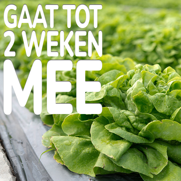 gaat-tot-2-weken-mee.jpg KB® Limex Ultimo Gaat tot 2 weken mee