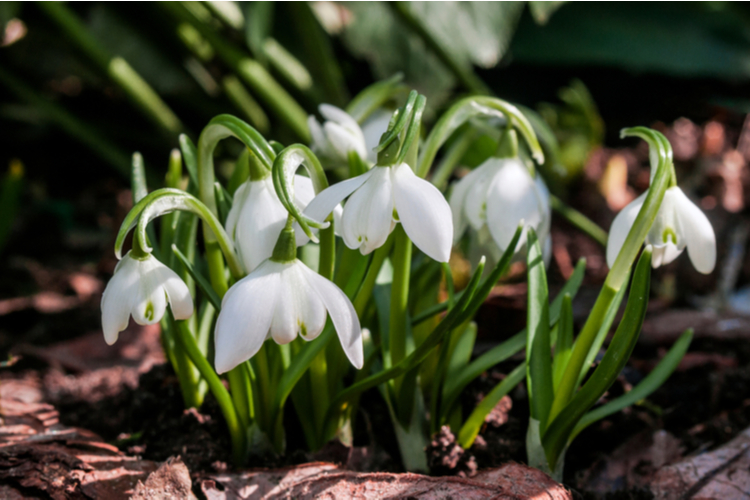 galanthus_nivalis.jpg Galanthus Nivalis