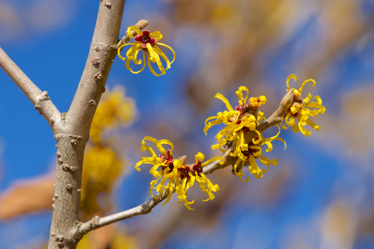 hamamelis_intermedia.jpg Hamamelis Intermedia