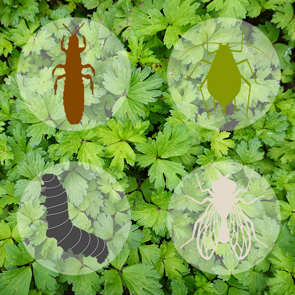 hardnekkige-insecten.jpg Substral® Komando tegen hardnekkige insecten