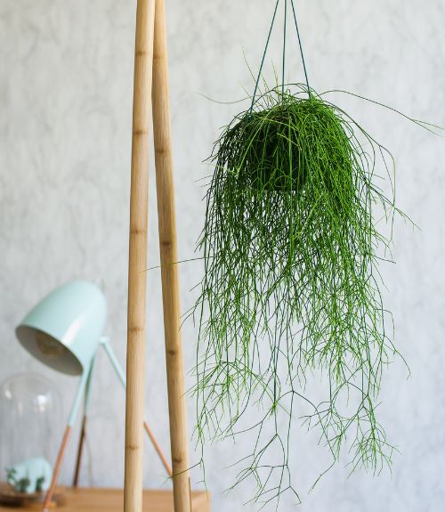 Mistletoe Cactus in a pot