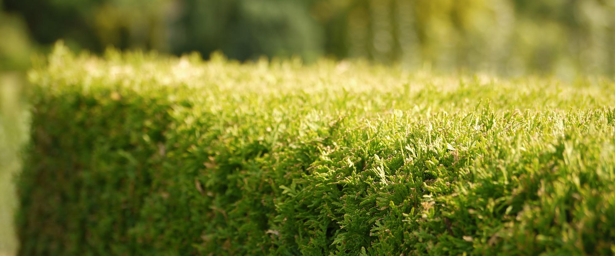 Eine grüne Hecke