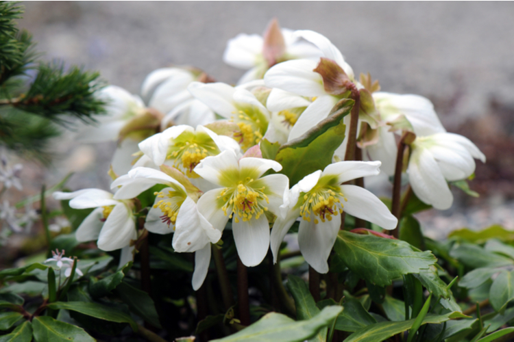 helleborus_niger.jpg Helleborus Niger