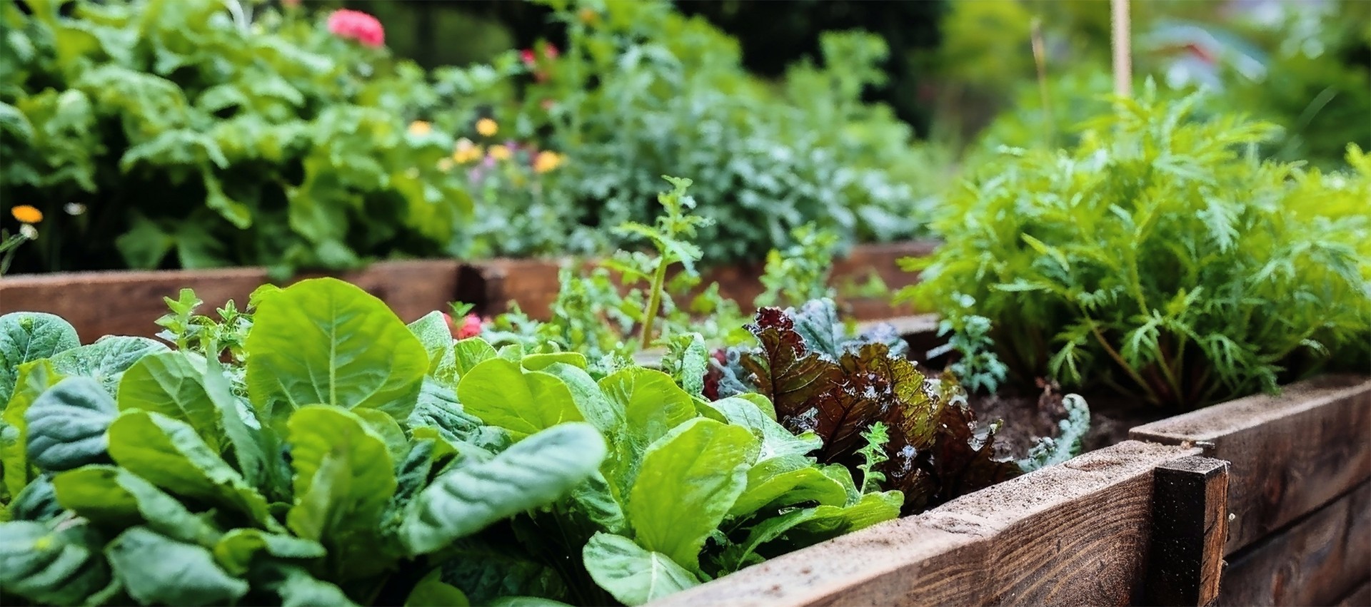 lovethegarden | Scotts NZ