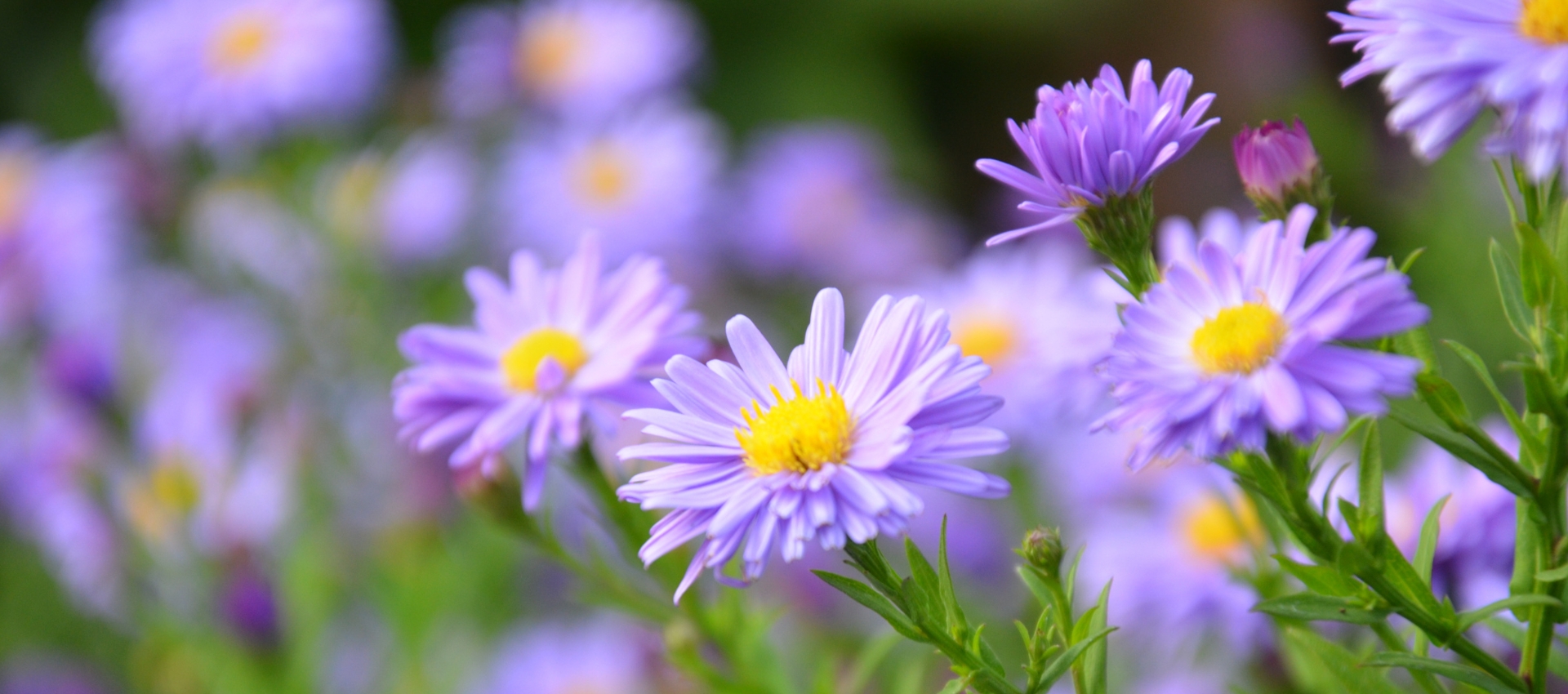 Love The Garden | Substral