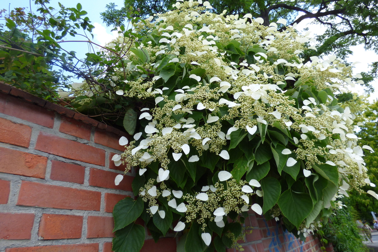 hortensja_pnaca.jpg Hortensja pnąca