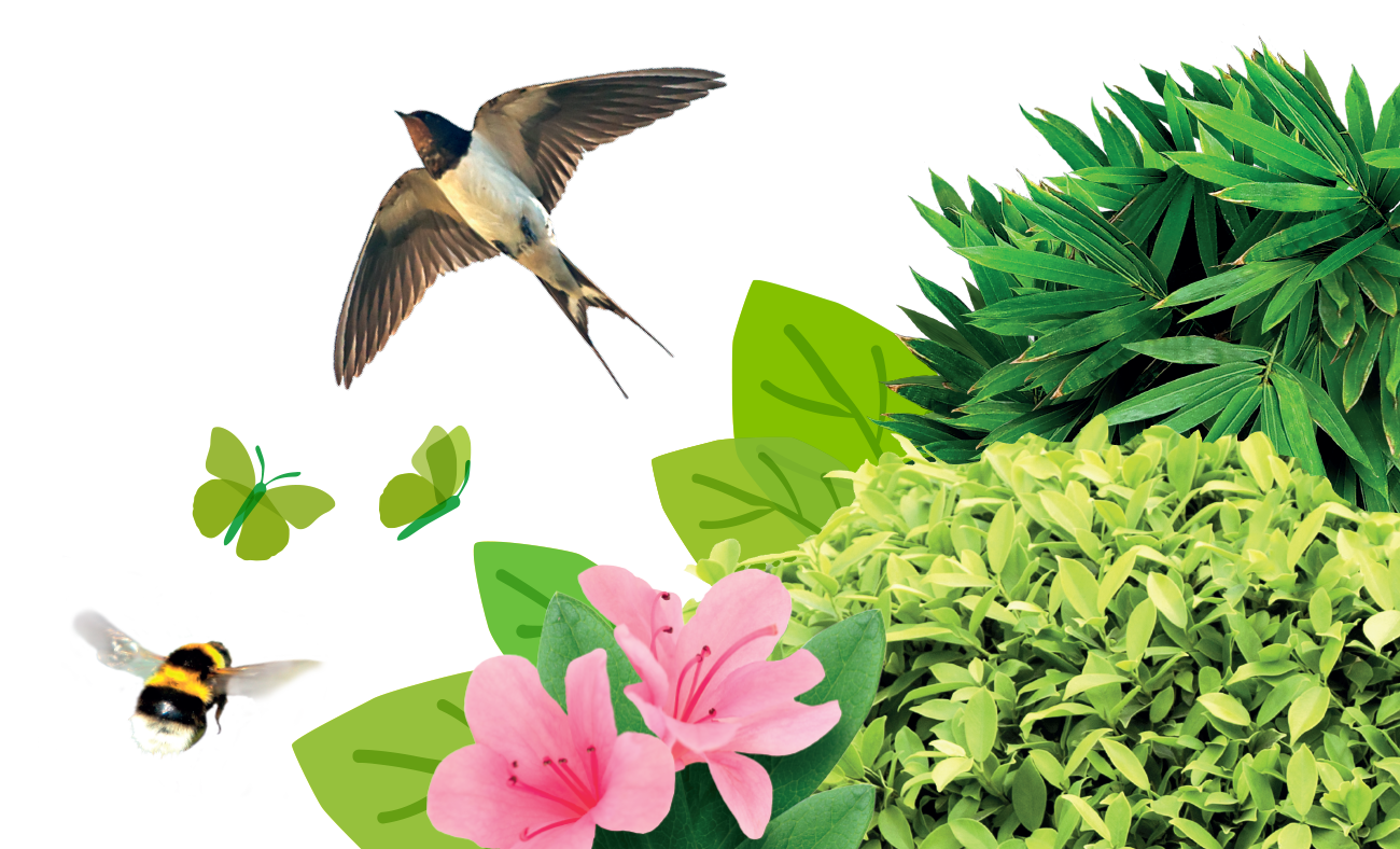 A Guide to Garden Wildlife