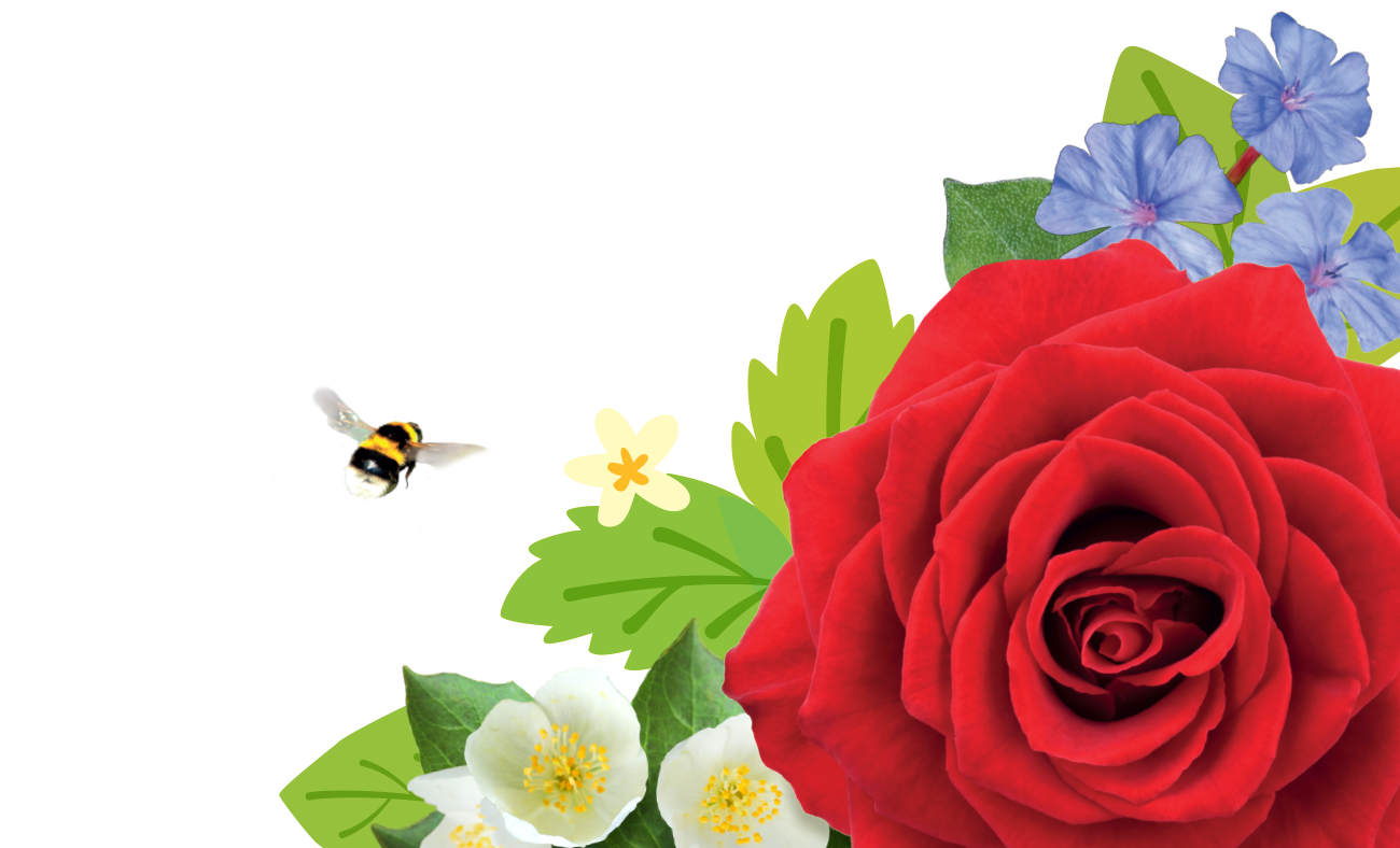 Garden Design Tips and Ideas