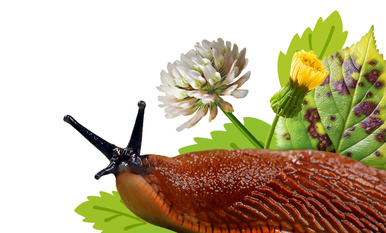 Weeds, pests & diseases