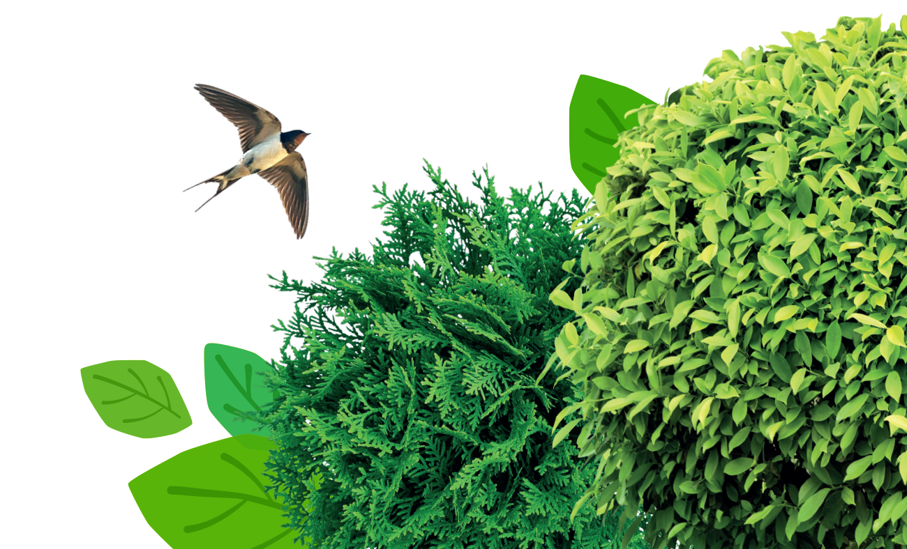 Healthy plants start with the right prep and a little ongoing care.