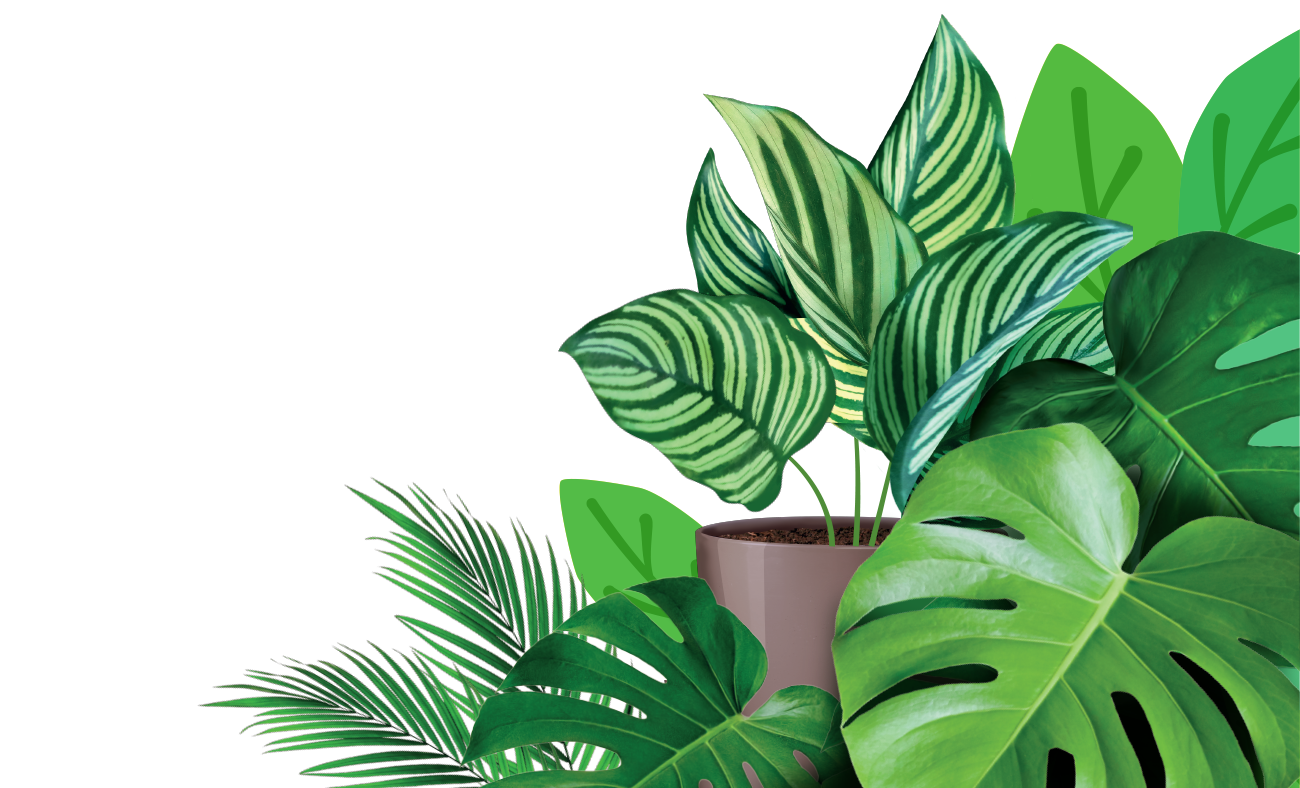 Plantas de interior