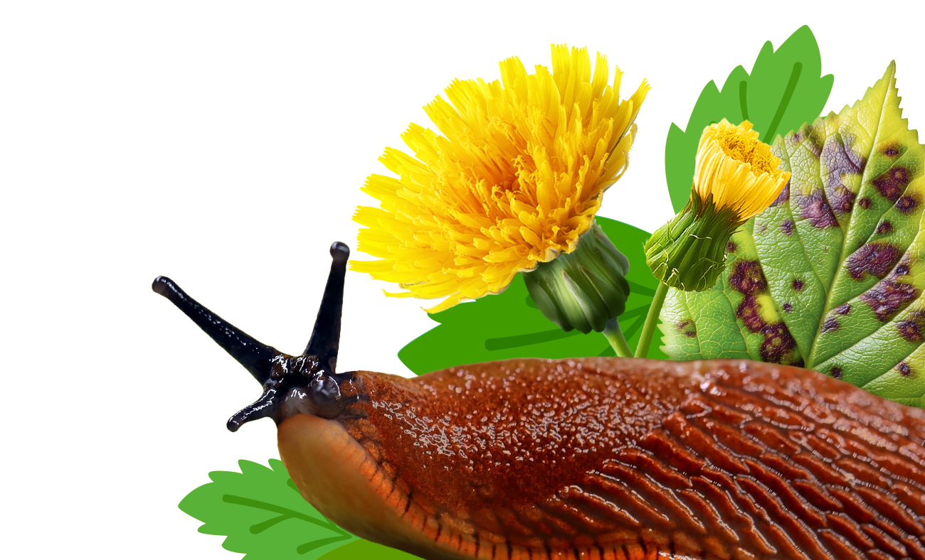 weeds, pests & diseases