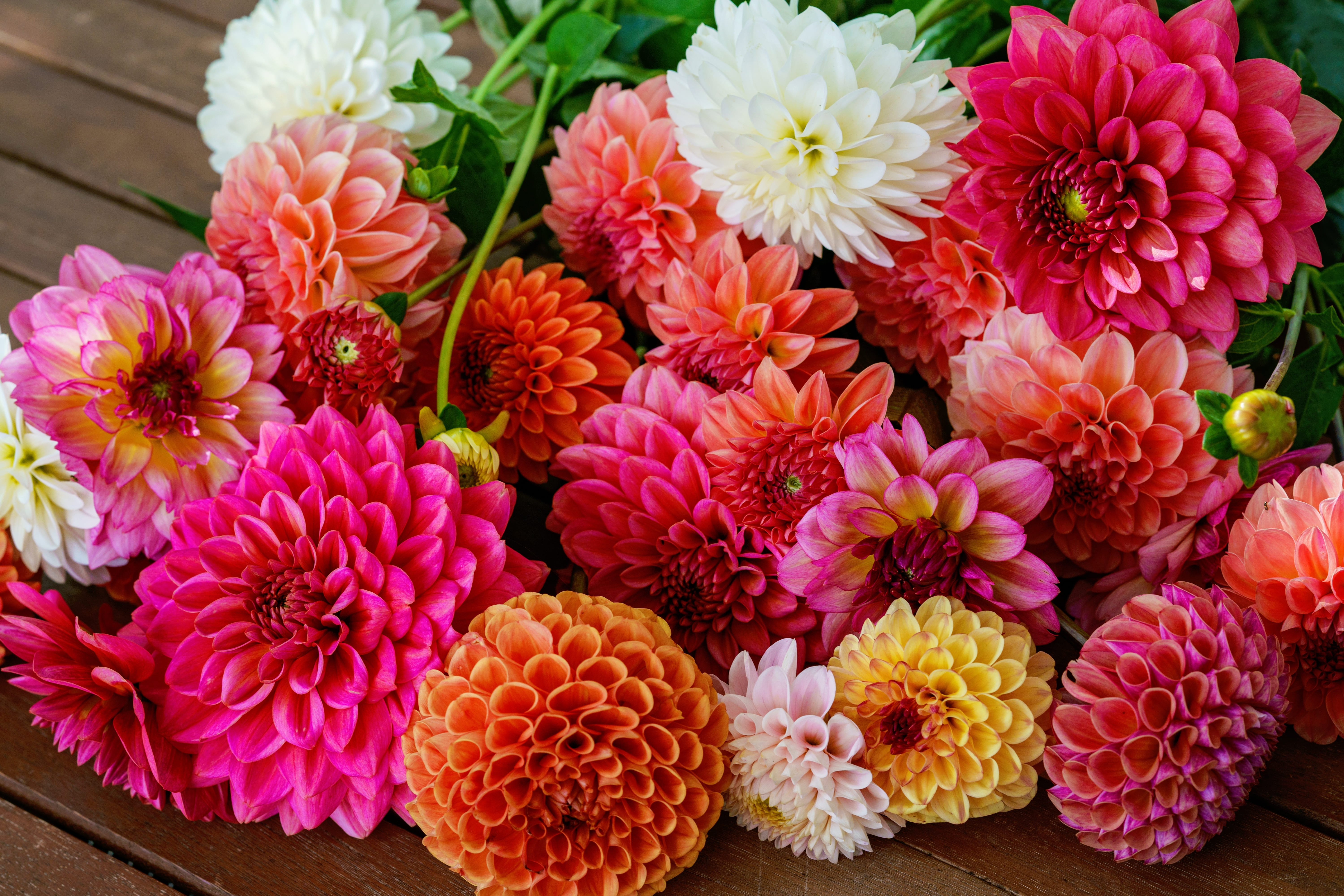 dahlias aux couleurs vives