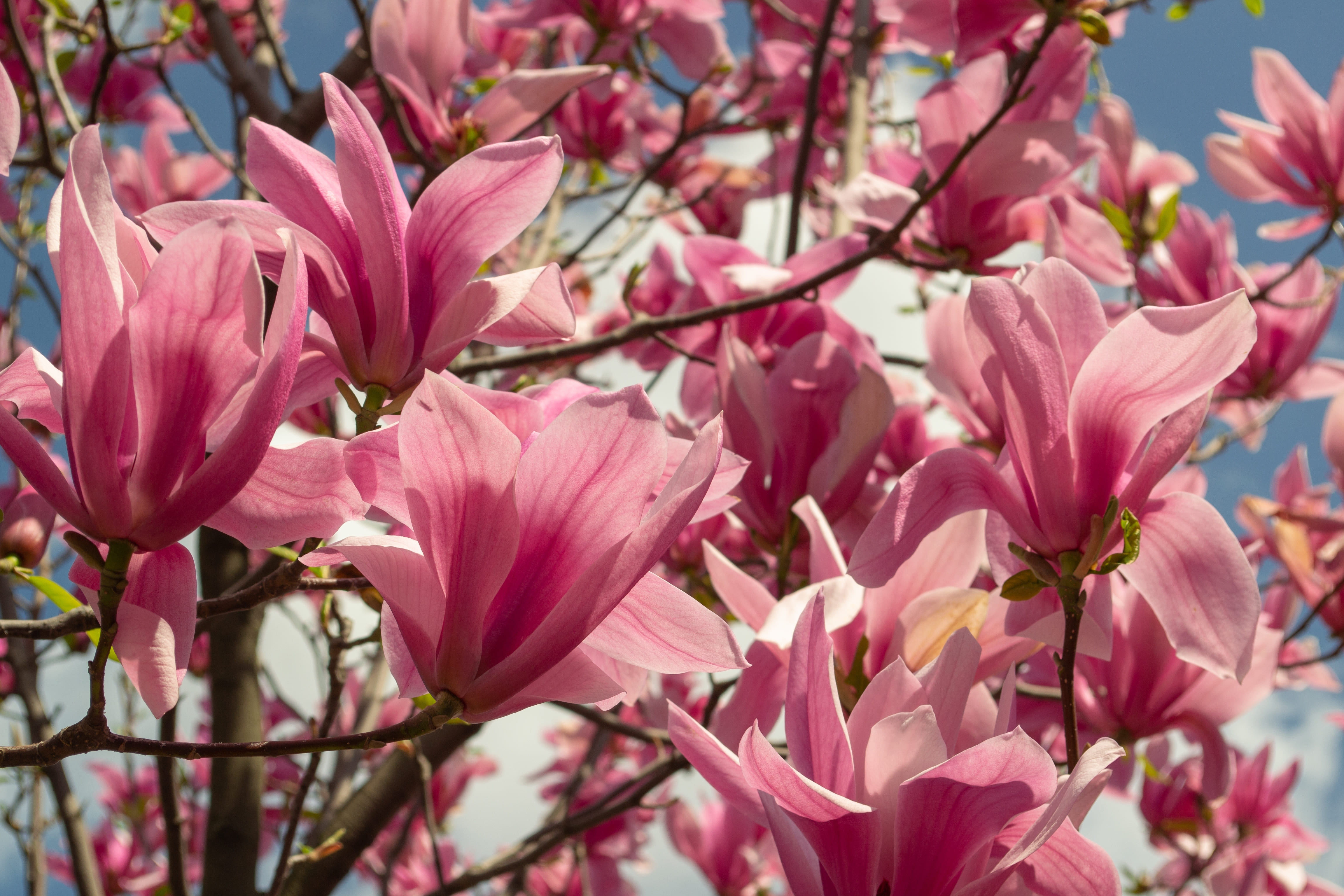 Magnolia soulangeana of beverboom