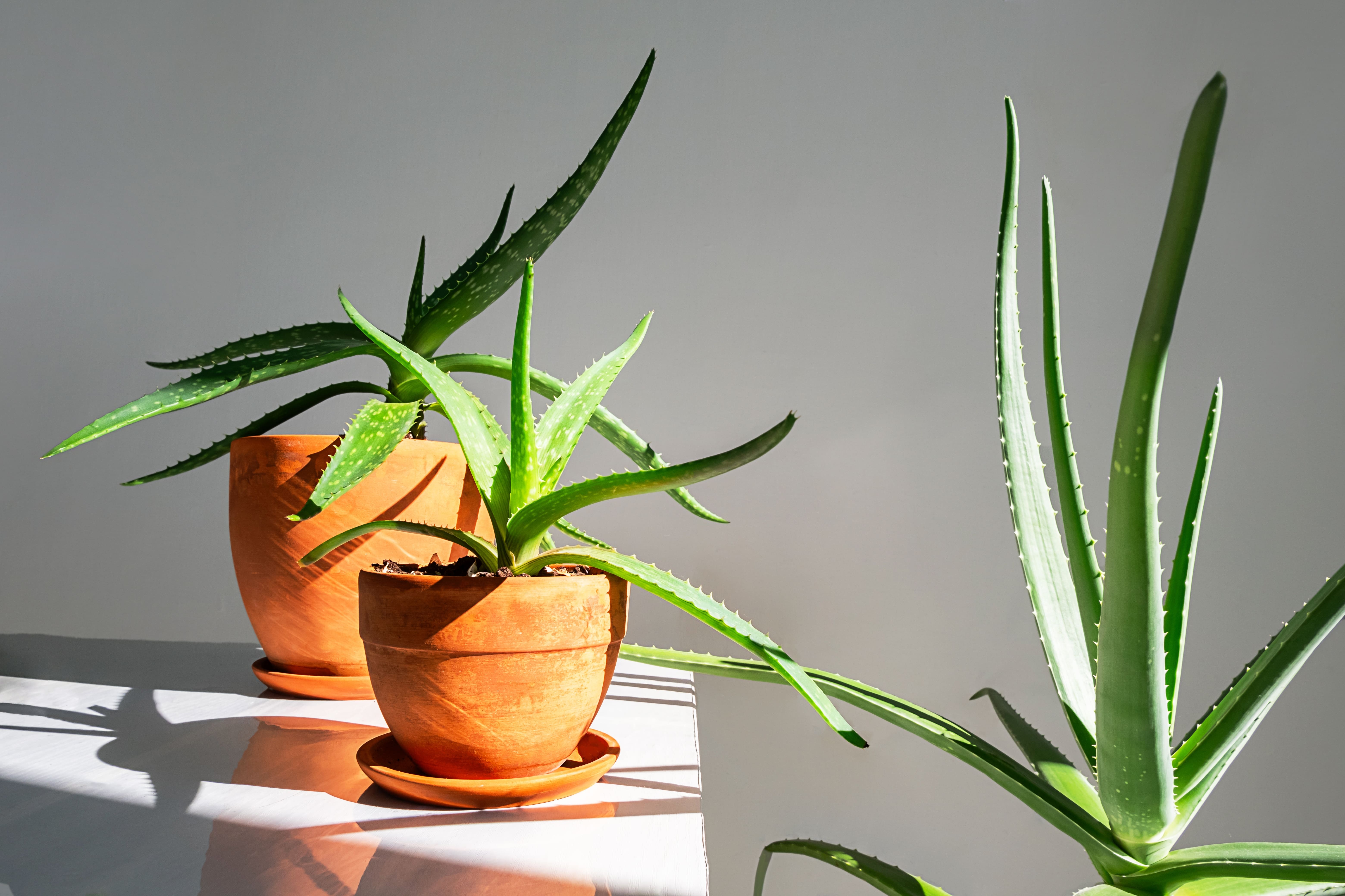 plantes d'aloe vera en pot dans un rayon de soleil