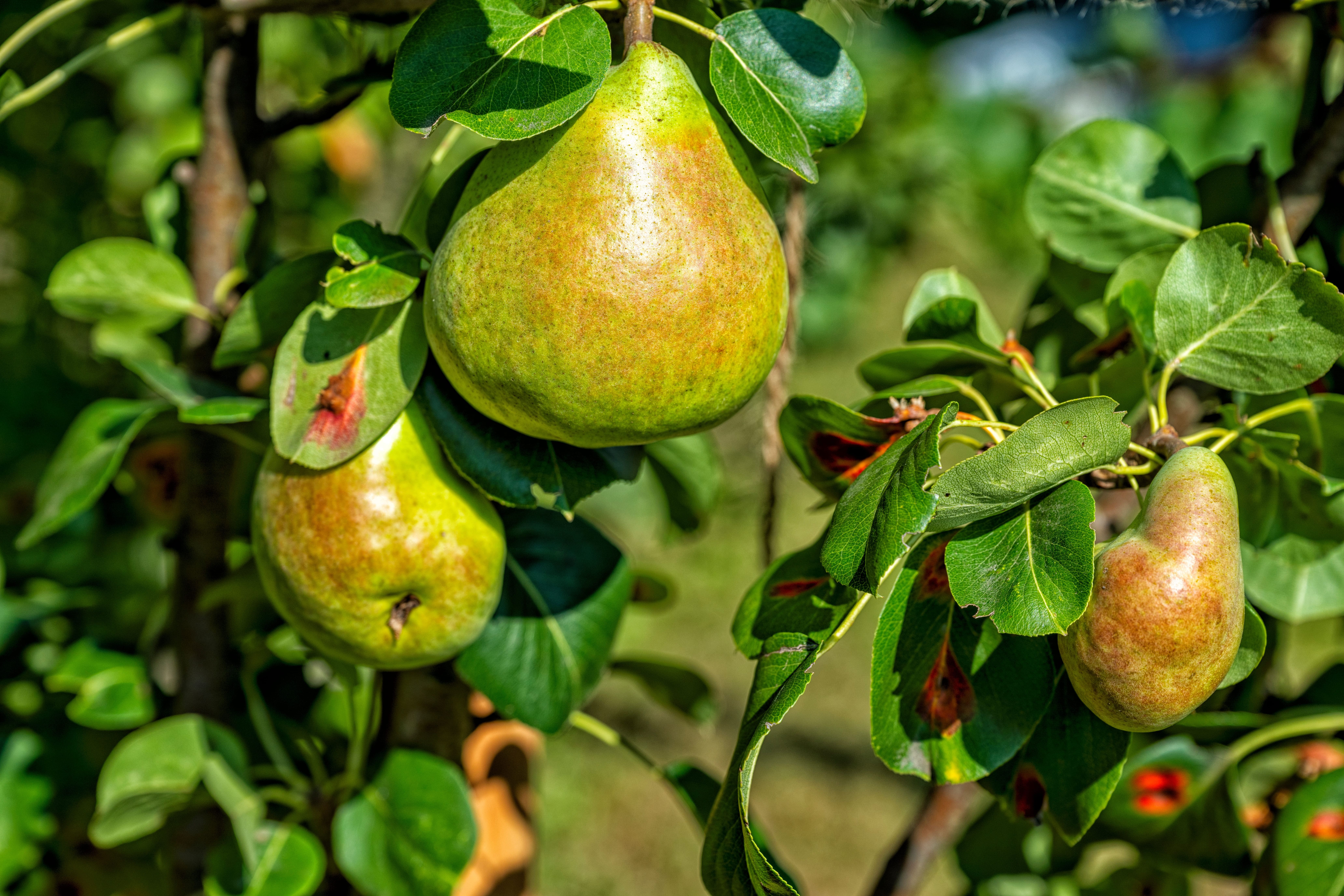 gros plan de poires poussant sur une branche
