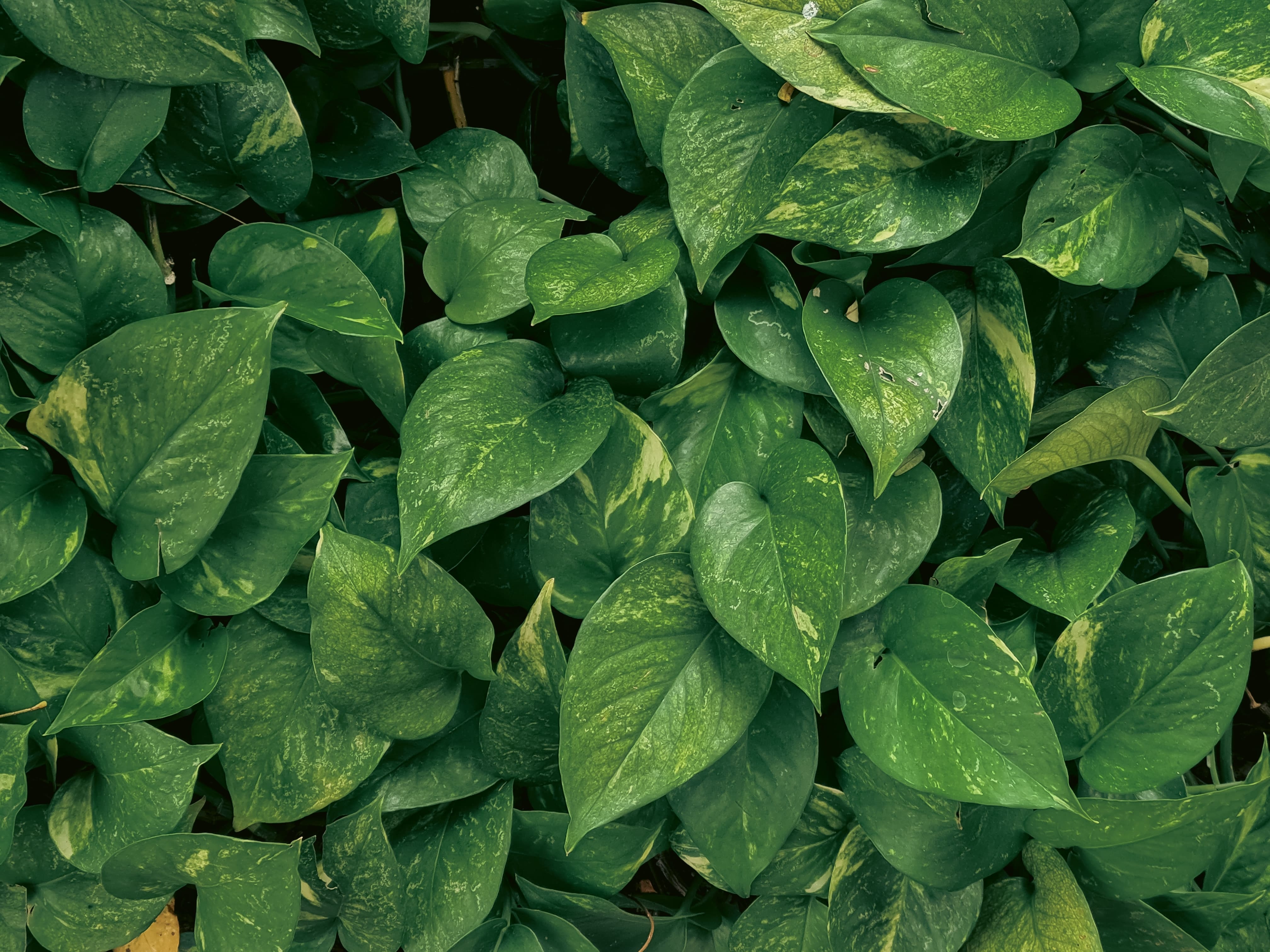 Gros plan de feuilles de pothos vertes
