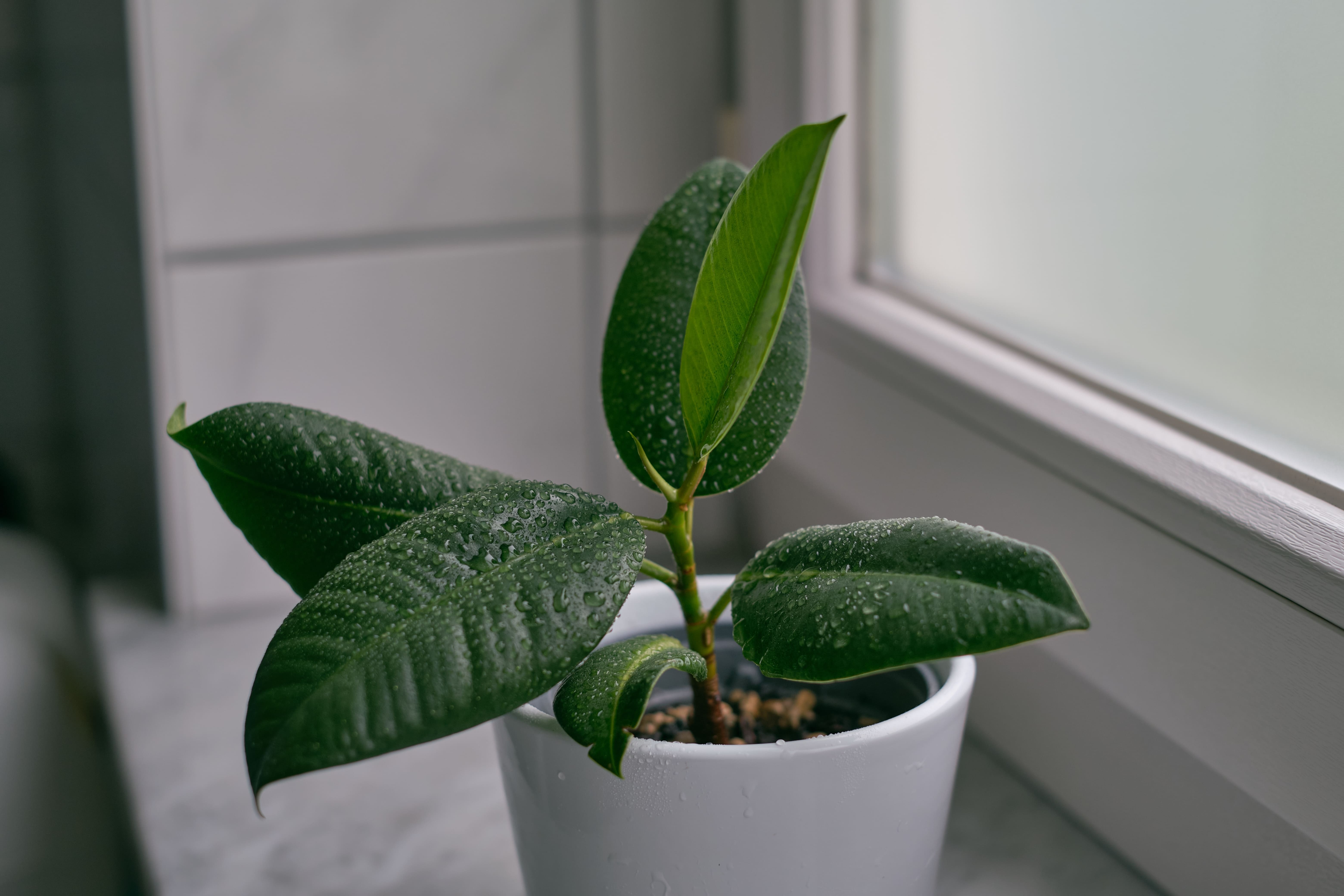 petite plante de caoutchouc en pot sur un rebord de fenêtre