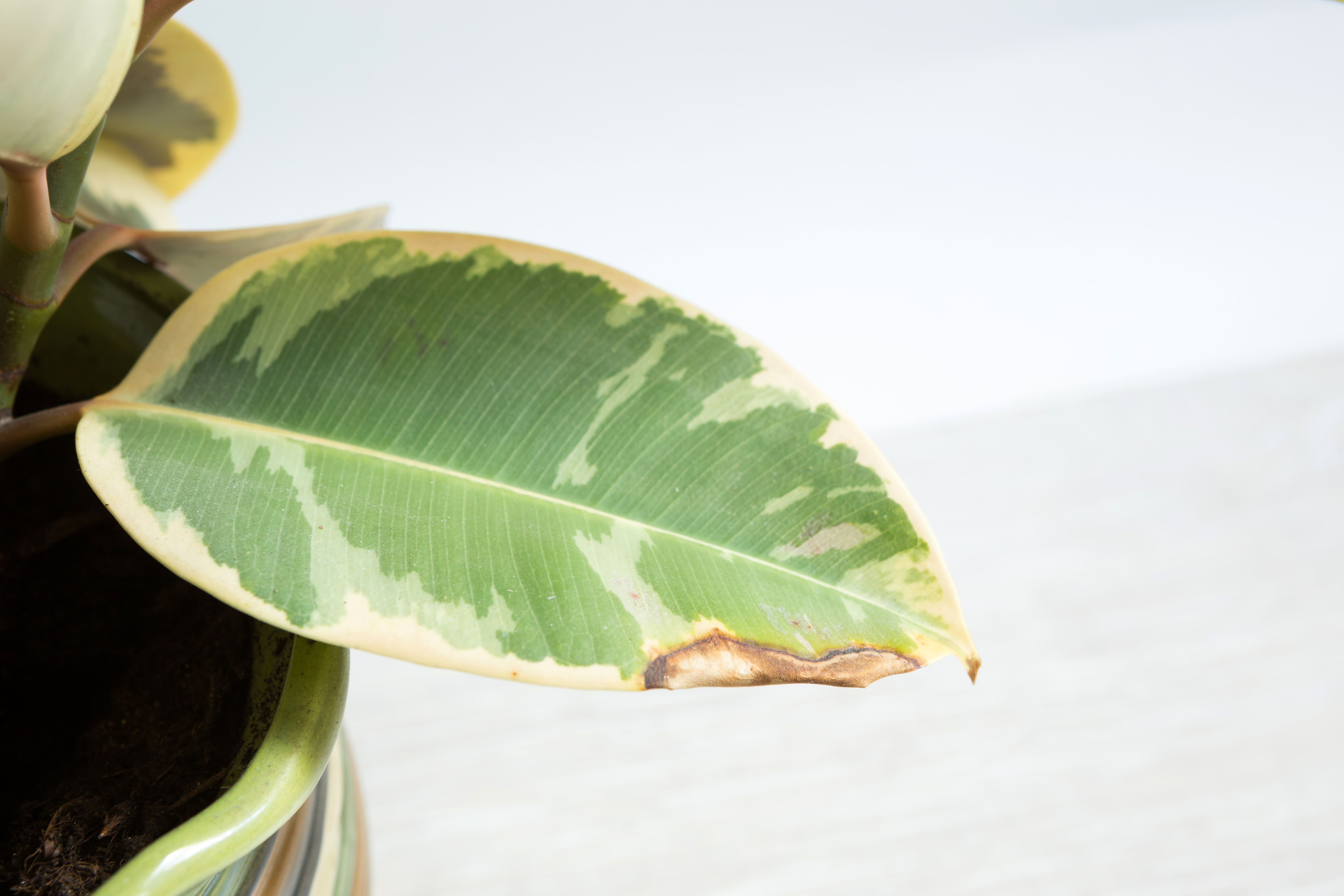 plante à caoutchouc aux feuilles jaunissantes